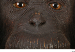 Nose Ape Animal photo references